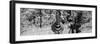 Awesome South Africa Collection Panoramic - Burchell's Zebra B&W-Philippe Hugonnard-Framed Photographic Print