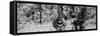 Awesome South Africa Collection Panoramic - Burchell's Zebra B&W-Philippe Hugonnard-Framed Stretched Canvas