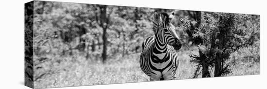 Awesome South Africa Collection Panoramic - Burchell's Zebra B&W-Philippe Hugonnard-Stretched Canvas