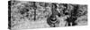 Awesome South Africa Collection Panoramic - Burchell's Zebra B&W-Philippe Hugonnard-Stretched Canvas