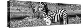Awesome South Africa Collection Panoramic - Burchell's Zebra II B&W-Philippe Hugonnard-Stretched Canvas