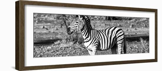 Awesome South Africa Collection Panoramic - Burchell's Zebra II B&W-Philippe Hugonnard-Framed Photographic Print