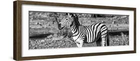 Awesome South Africa Collection Panoramic - Burchell's Zebra II B&W-Philippe Hugonnard-Framed Photographic Print
