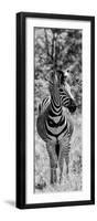 Awesome South Africa Collection Panoramic - Burchell's Zebra Portrait B&W-Philippe Hugonnard-Framed Photographic Print