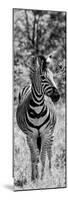 Awesome South Africa Collection Panoramic - Burchell's Zebra Portrait B&W-Philippe Hugonnard-Mounted Photographic Print