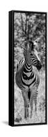 Awesome South Africa Collection Panoramic - Burchell's Zebra Portrait B&W-Philippe Hugonnard-Framed Stretched Canvas