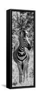 Awesome South Africa Collection Panoramic - Burchell's Zebra Portrait B&W-Philippe Hugonnard-Framed Stretched Canvas