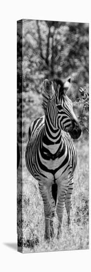 Awesome South Africa Collection Panoramic - Burchell's Zebra Portrait B&W-Philippe Hugonnard-Stretched Canvas