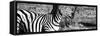 Awesome South Africa Collection Panoramic - Burchell's Zebra Portrait II B&W-Philippe Hugonnard-Framed Stretched Canvas