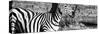 Awesome South Africa Collection Panoramic - Burchell's Zebra Portrait II B&W-Philippe Hugonnard-Stretched Canvas