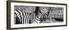 Awesome South Africa Collection Panoramic - Burchell's Zebra Portrait II B&W-Philippe Hugonnard-Framed Photographic Print