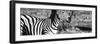 Awesome South Africa Collection Panoramic - Burchell's Zebra Portrait II B&W-Philippe Hugonnard-Framed Photographic Print