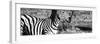 Awesome South Africa Collection Panoramic - Burchell's Zebra Portrait II B&W-Philippe Hugonnard-Framed Photographic Print