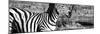 Awesome South Africa Collection Panoramic - Burchell's Zebra Portrait II B&W-Philippe Hugonnard-Mounted Photographic Print