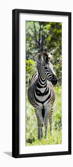 Awesome South Africa Collection Panoramic - Burchell's Zebra Portrait-Philippe Hugonnard-Framed Premium Photographic Print