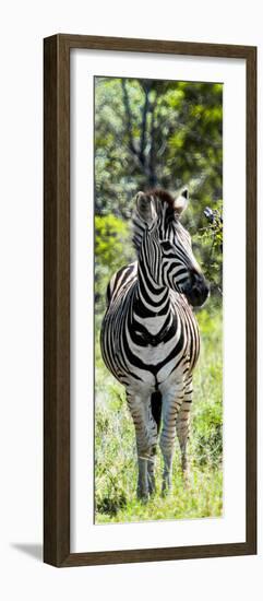 Awesome South Africa Collection Panoramic - Burchell's Zebra Portrait-Philippe Hugonnard-Framed Photographic Print