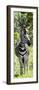 Awesome South Africa Collection Panoramic - Burchell's Zebra Portrait-Philippe Hugonnard-Framed Photographic Print
