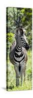 Awesome South Africa Collection Panoramic - Burchell's Zebra Portrait-Philippe Hugonnard-Stretched Canvas