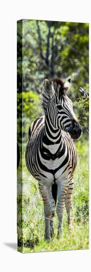 Awesome South Africa Collection Panoramic - Burchell's Zebra Portrait-Philippe Hugonnard-Stretched Canvas