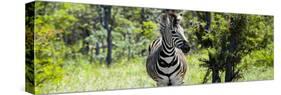 Awesome South Africa Collection Panoramic - Burchell's Zebra-Philippe Hugonnard-Stretched Canvas