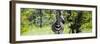 Awesome South Africa Collection Panoramic - Burchell's Zebra-Philippe Hugonnard-Framed Photographic Print
