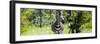 Awesome South Africa Collection Panoramic - Burchell's Zebra-Philippe Hugonnard-Framed Photographic Print