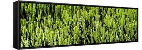 Awesome South Africa Collection Panoramic - Cactus Forest-Philippe Hugonnard-Framed Stretched Canvas