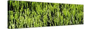 Awesome South Africa Collection Panoramic - Cactus Forest-Philippe Hugonnard-Stretched Canvas