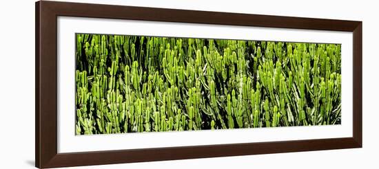 Awesome South Africa Collection Panoramic - Cactus Forest-Philippe Hugonnard-Framed Photographic Print