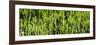 Awesome South Africa Collection Panoramic - Cactus Forest-Philippe Hugonnard-Framed Photographic Print