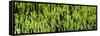 Awesome South Africa Collection Panoramic - Cactus Forest-Philippe Hugonnard-Framed Stretched Canvas