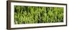 Awesome South Africa Collection Panoramic - Cactus Forest-Philippe Hugonnard-Framed Photographic Print