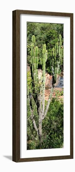 Awesome South Africa Collection Panoramic - Cactus-Philippe Hugonnard-Framed Photographic Print