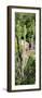 Awesome South Africa Collection Panoramic - Cactus-Philippe Hugonnard-Framed Photographic Print