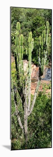 Awesome South Africa Collection Panoramic - Cactus-Philippe Hugonnard-Mounted Photographic Print