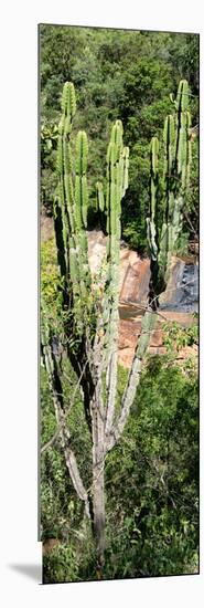 Awesome South Africa Collection Panoramic - Cactus-Philippe Hugonnard-Mounted Photographic Print