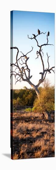 Awesome South Africa Collection Panoramic - Cape Vulture on a Tree at Sunrise-Philippe Hugonnard-Stretched Canvas