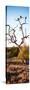 Awesome South Africa Collection Panoramic - Cape Vulture on a Tree at Sunrise-Philippe Hugonnard-Stretched Canvas