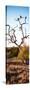 Awesome South Africa Collection Panoramic - Cape Vulture on a Tree at Sunrise-Philippe Hugonnard-Stretched Canvas