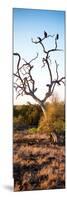 Awesome South Africa Collection Panoramic - Cape Vulture on a Tree at Sunrise-Philippe Hugonnard-Mounted Photographic Print