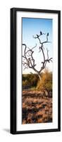 Awesome South Africa Collection Panoramic - Cape Vulture on a Tree at Sunrise-Philippe Hugonnard-Framed Photographic Print