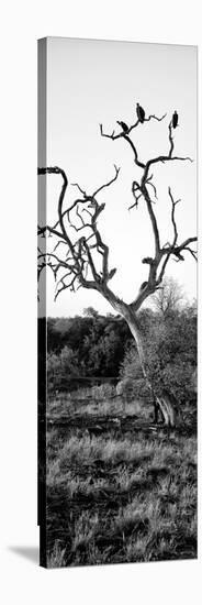 Awesome South Africa Collection Panoramic - Cape Vulture on a Tree B&W-Philippe Hugonnard-Stretched Canvas
