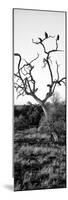 Awesome South Africa Collection Panoramic - Cape Vulture on a Tree B&W-Philippe Hugonnard-Mounted Photographic Print