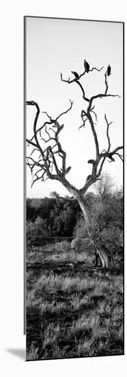 Awesome South Africa Collection Panoramic - Cape Vulture on a Tree B&W-Philippe Hugonnard-Mounted Photographic Print