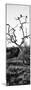 Awesome South Africa Collection Panoramic - Cape Vulture on a Tree B&W-Philippe Hugonnard-Mounted Photographic Print