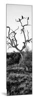 Awesome South Africa Collection Panoramic - Cape Vulture on a Tree B&W-Philippe Hugonnard-Mounted Photographic Print