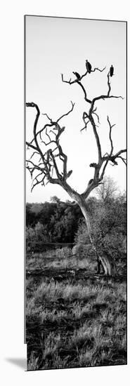 Awesome South Africa Collection Panoramic - Cape Vulture on a Tree B&W-Philippe Hugonnard-Mounted Photographic Print