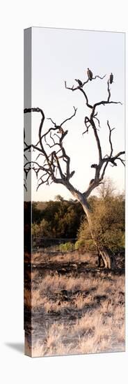 Awesome South Africa Collection Panoramic - Cape Vulture on a Tree-Philippe Hugonnard-Stretched Canvas