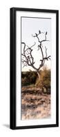 Awesome South Africa Collection Panoramic - Cape Vulture on a Tree-Philippe Hugonnard-Framed Photographic Print