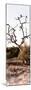 Awesome South Africa Collection Panoramic - Cape Vulture on a Tree-Philippe Hugonnard-Mounted Photographic Print